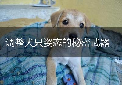 调整犬只姿态的秘密武器