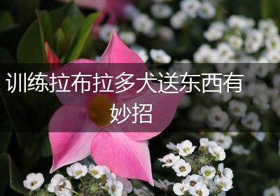 训练拉布拉多犬送东西有妙招