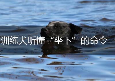 训练犬听懂“坐下”的命令