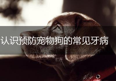 认识预防宠物狗的常见牙病