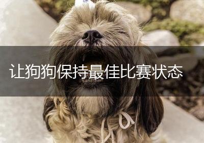 让狗狗保持最佳比赛状态