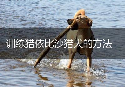 训练猎依比沙猎犬的方法