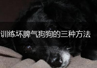 训练坏脾气狗狗的三种方法