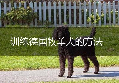 训练德国牧羊犬的方法