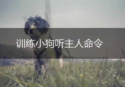 训练小狗听主人命令