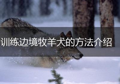 训练边境牧羊犬的方法介绍