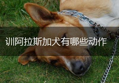 训阿拉斯加犬有哪些动作