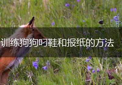 训练狗狗叼鞋和报纸的方法