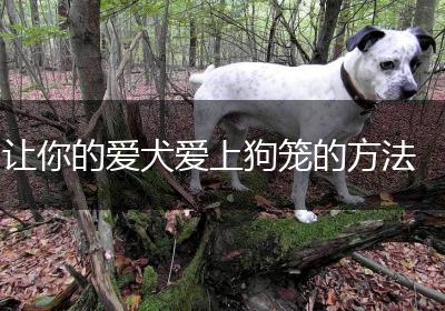 让你的爱犬爱上狗笼的方法