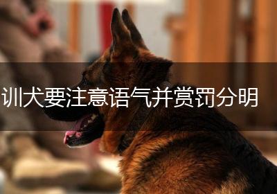 训犬要注意语气并赏罚分明