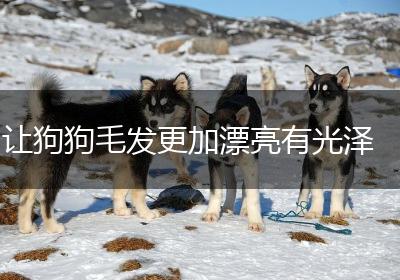 让狗狗毛发更加漂亮有光泽