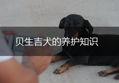 贝生吉犬的养护知识