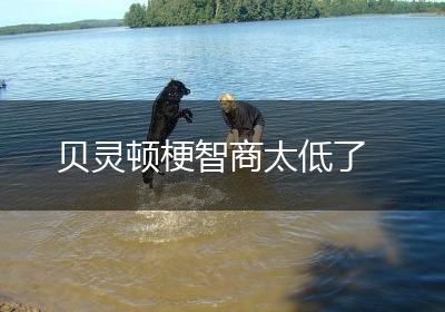 贝灵顿梗智商太低了