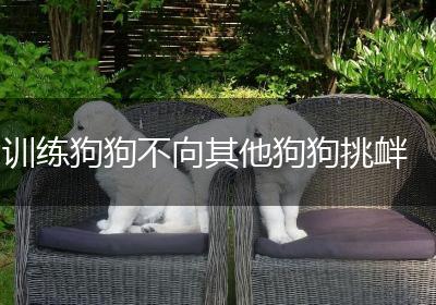 训练狗狗不向其他狗狗挑衅