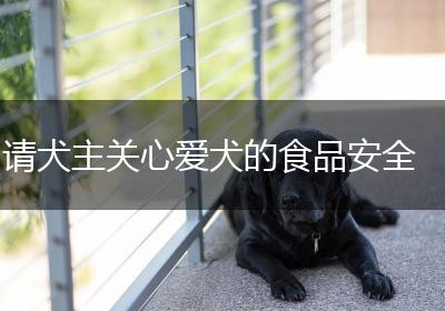 请犬主关心爱犬的食品安全