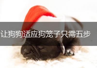 让狗狗适应狗笼子只需五步