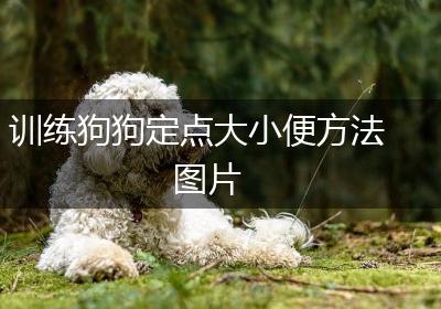 训练狗狗定点大小便方法图片