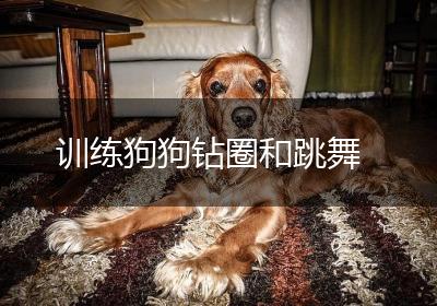 训练狗狗钻圈和跳舞