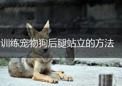 训练宠物狗后腿站立的方法