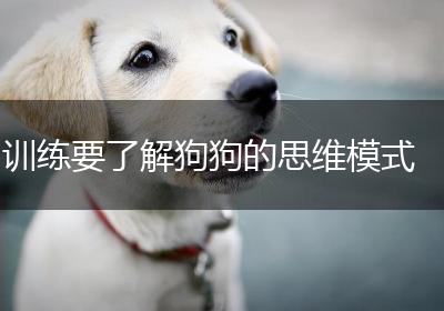 训练要了解狗狗的思维模式
