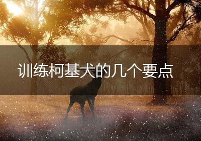 训练柯基犬的几个要点