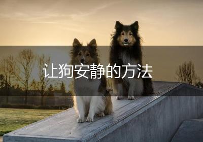 让狗安静的方法