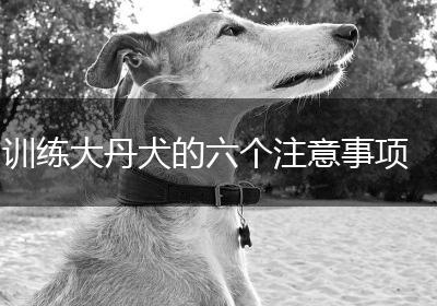 训练大丹犬的六个注意事项