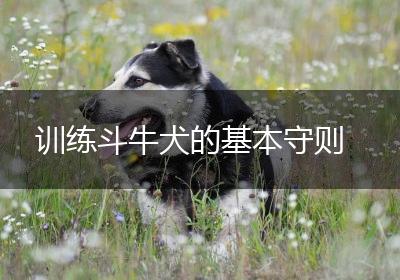 训练斗牛犬的基本守则