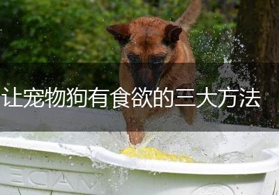 让宠物狗有食欲的三大方法