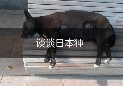 谈谈日本狆