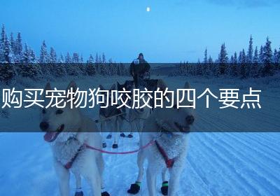 购买宠物狗咬胶的四个要点