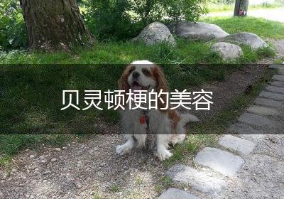 贝灵顿梗的美容