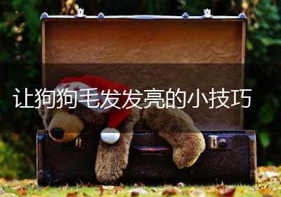 让狗狗毛发发亮的小技巧