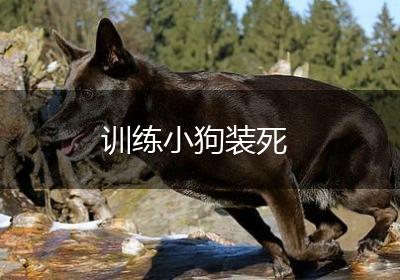训练小狗装死