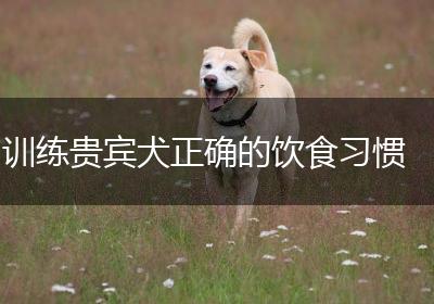 训练贵宾犬正确的饮食习惯