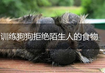 训练狗狗拒绝陌生人的食物