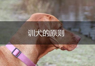 训犬的原则
