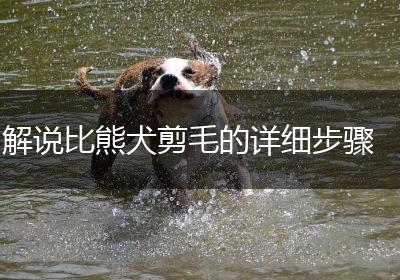 解说比熊犬剪毛的详细步骤
