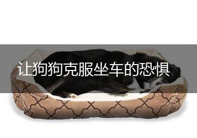 让狗狗克服坐车的恐惧