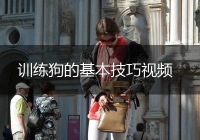 训练狗的基本技巧视频