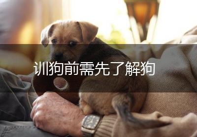 训狗前需先了解狗