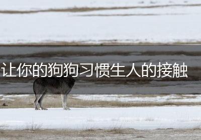 让你的狗狗习惯生人的接触