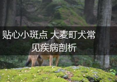 贴心小斑点 大麦町犬常见疾病剖析