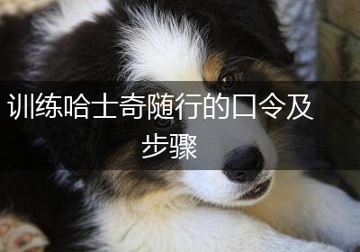 训练哈士奇随行的口令及步骤