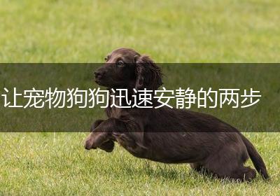 让宠物狗狗迅速安静的两步