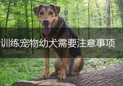 训练宠物幼犬需要注意事项