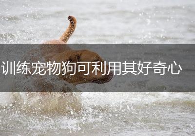 训练宠物狗可利用其好奇心