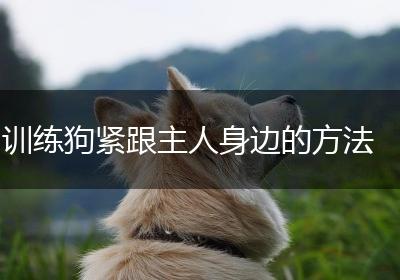 训练狗紧跟主人身边的方法