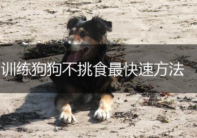 训练狗狗不挑食最快速方法