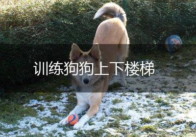 训练狗狗上下楼梯